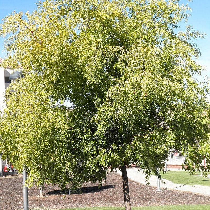 jujuba obecná