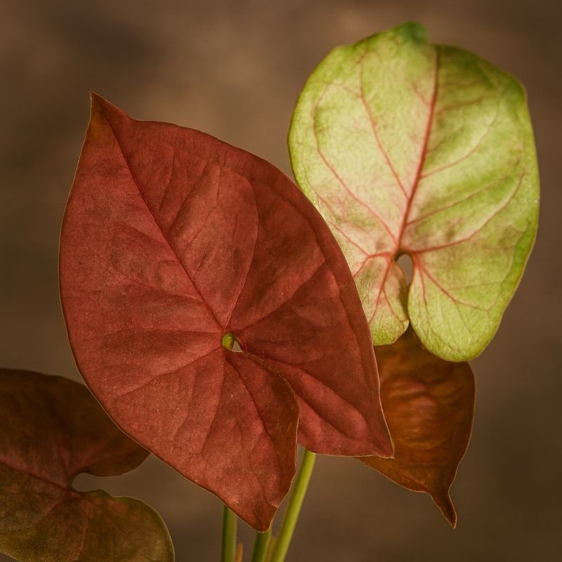 Syngonium nová rosa