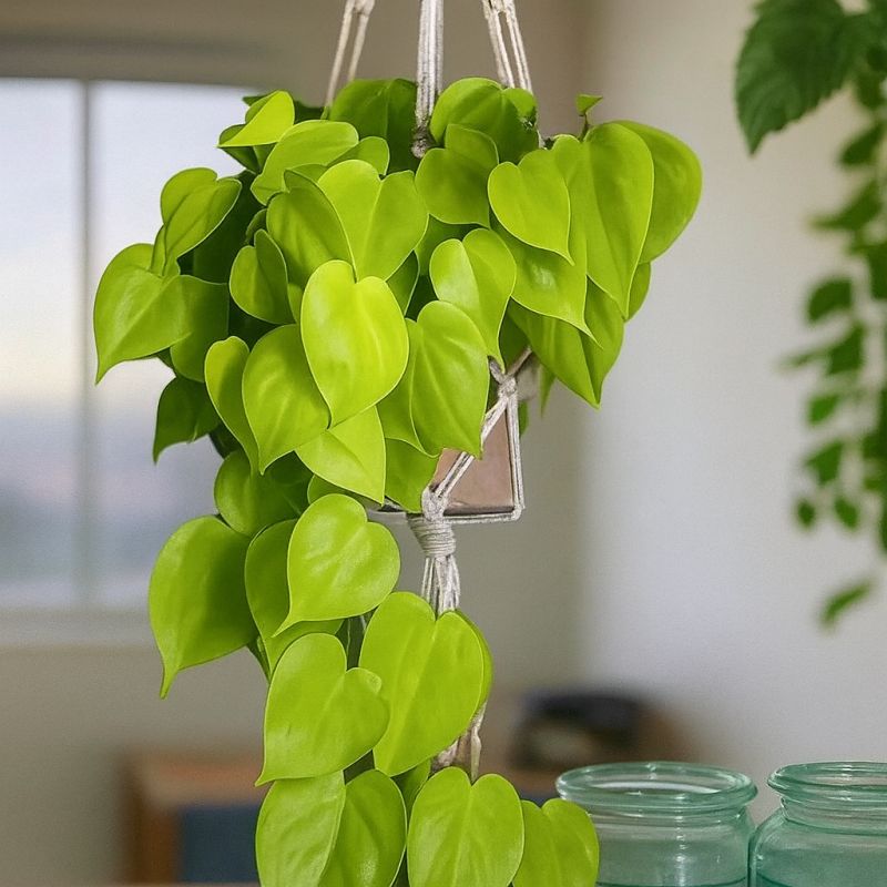 Epipremnum neonové
