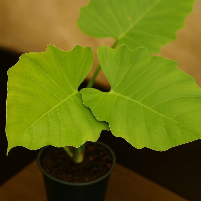 Růžový filodendron