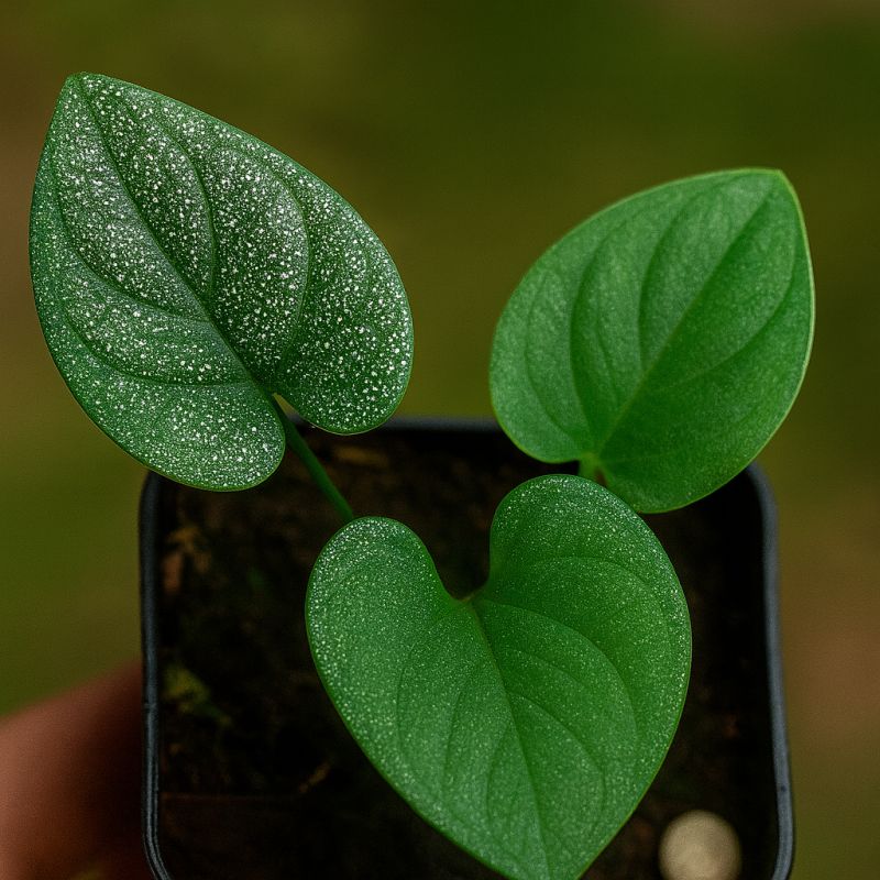 Stříbrný peper