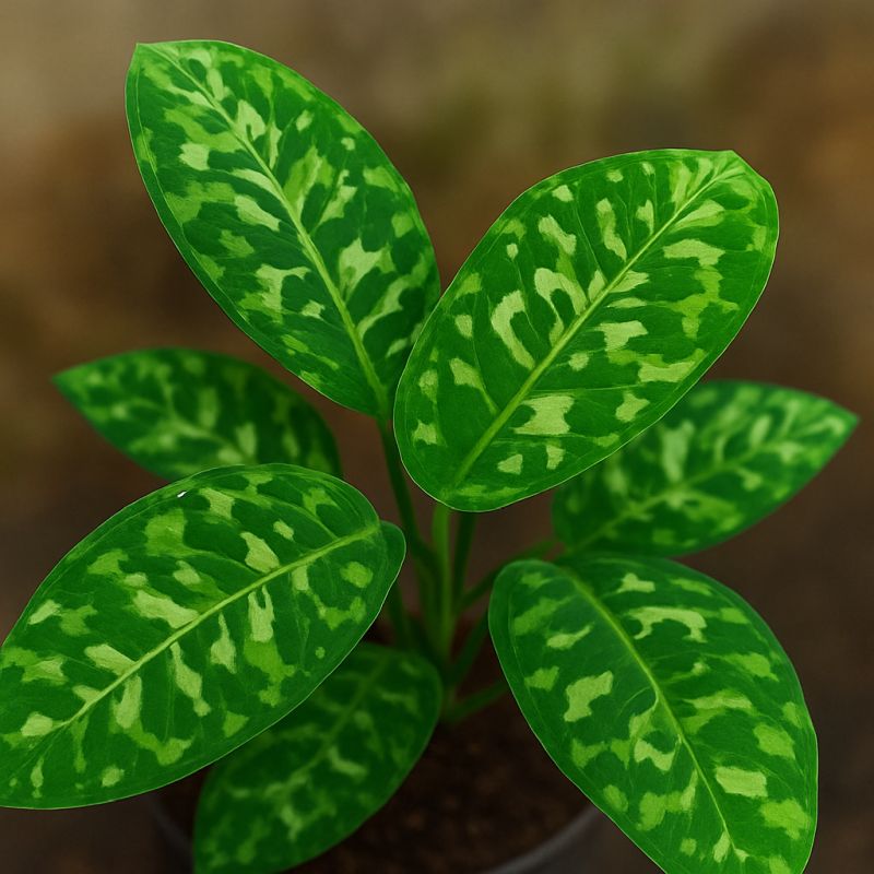 Tříbarevná aglaonema