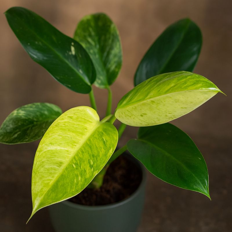 Pestrý filodendron