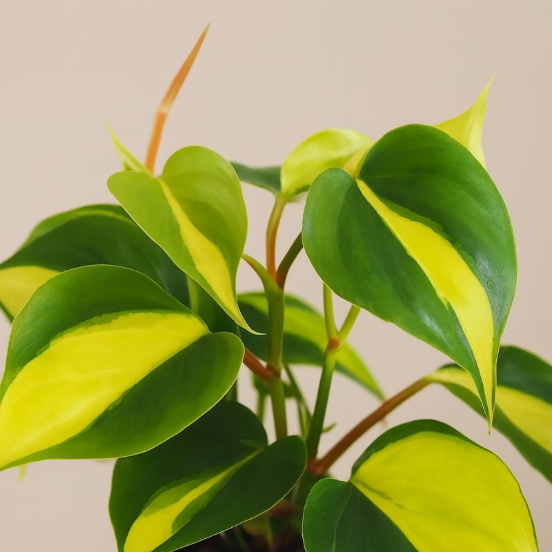 Zlatý filodendron