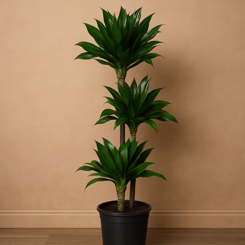 Dracaena Janet Craig