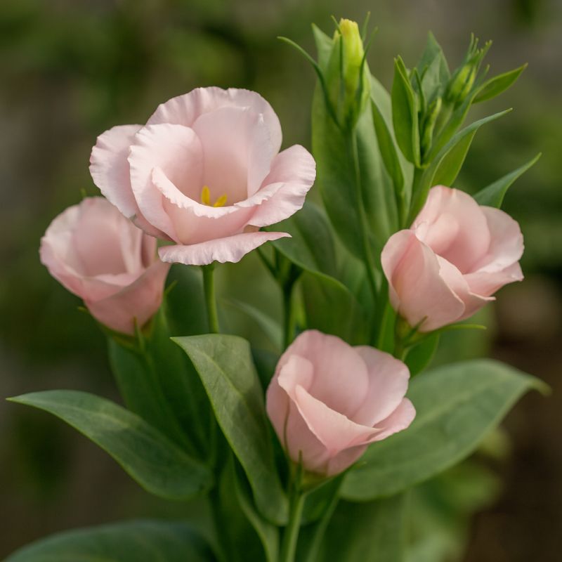 Lisianthus
