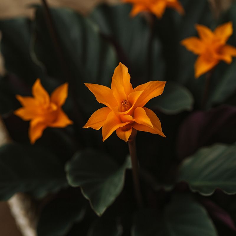 Oranžová krása