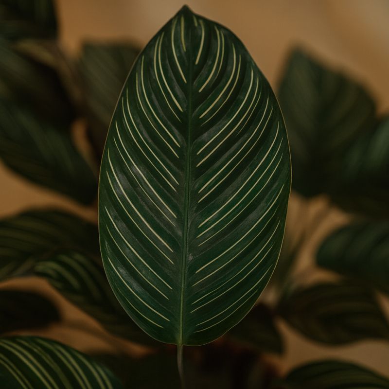 Pinstripe rostlina