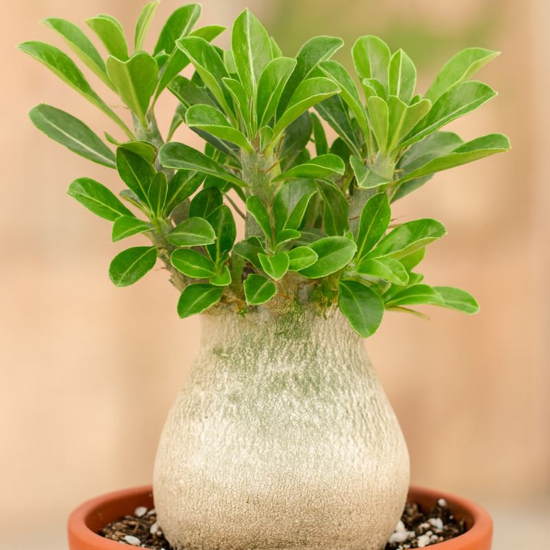 Madagaskarská palma