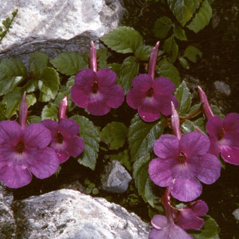 achimenes velkokvětý