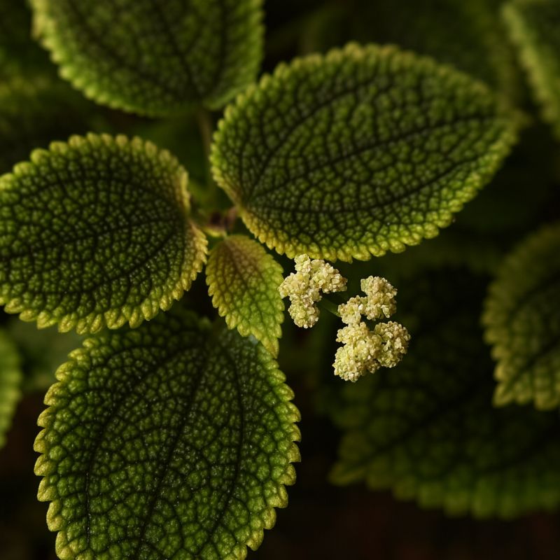 Tlustolistá pilea