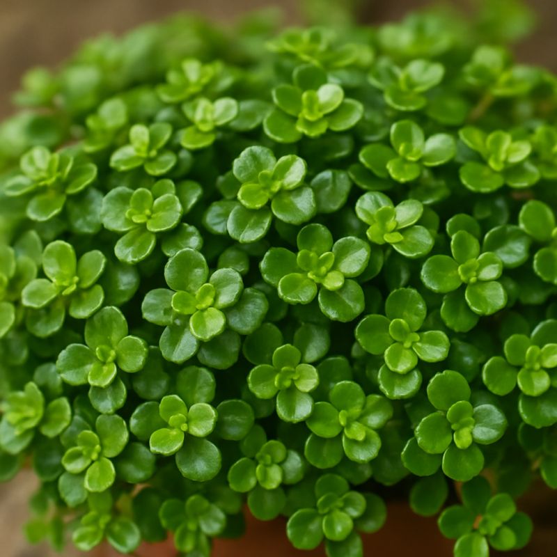 Kiereweed