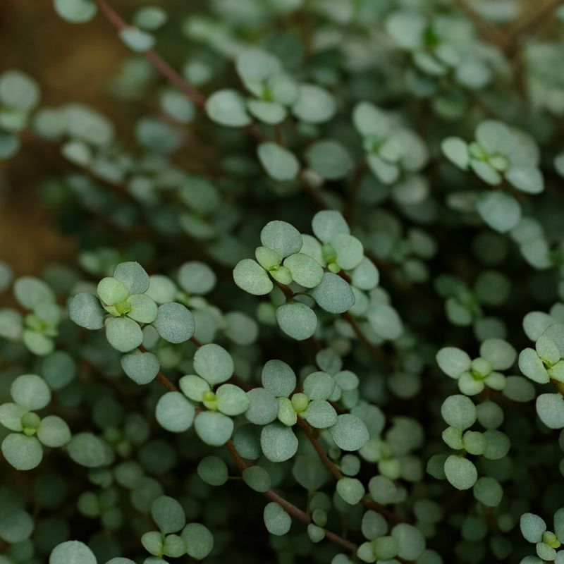 Malolistá pilea