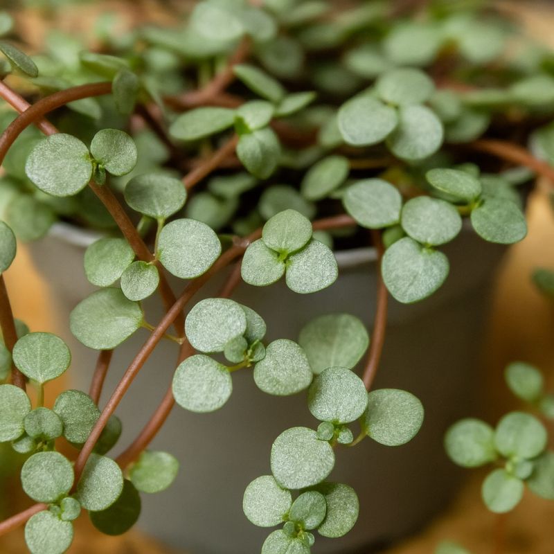 Kubánská pilea