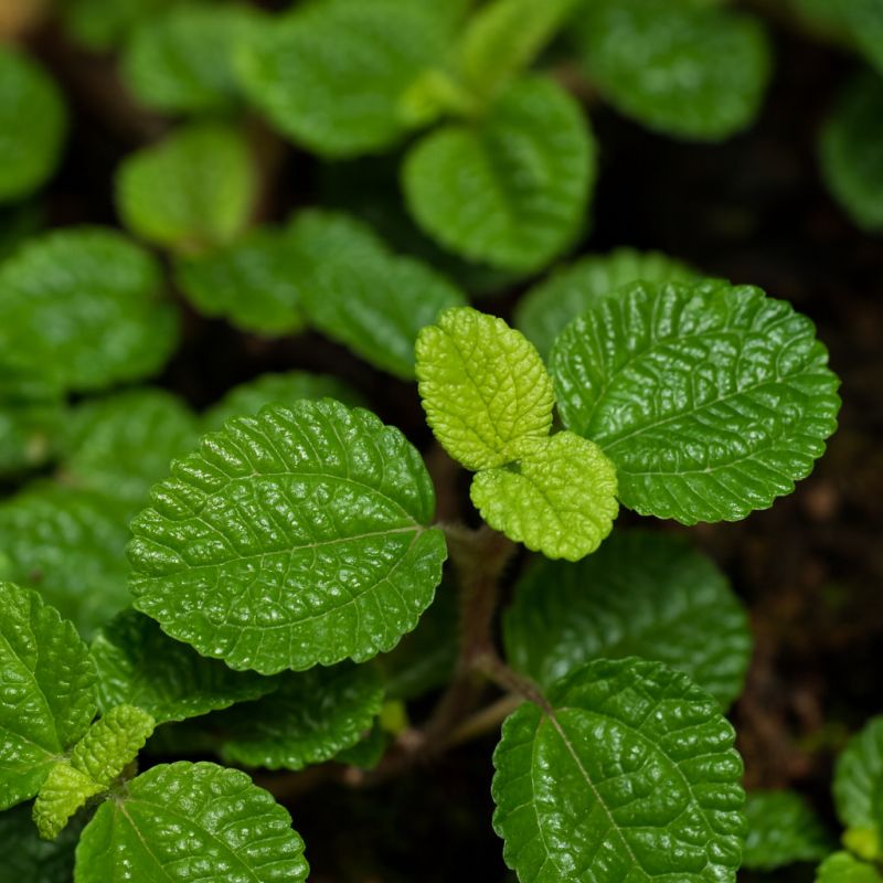 Mincová pilea