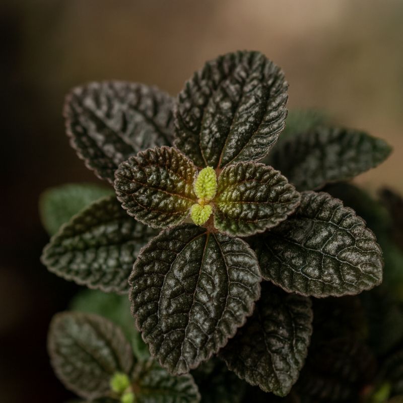 Plazivá pilea