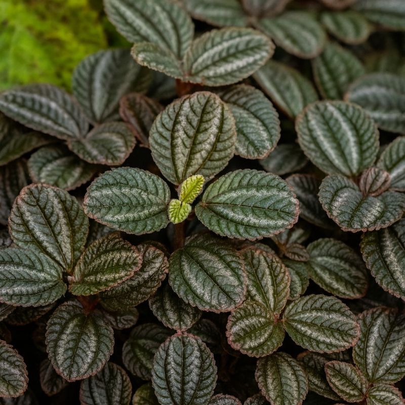 Pestrolistá pilea