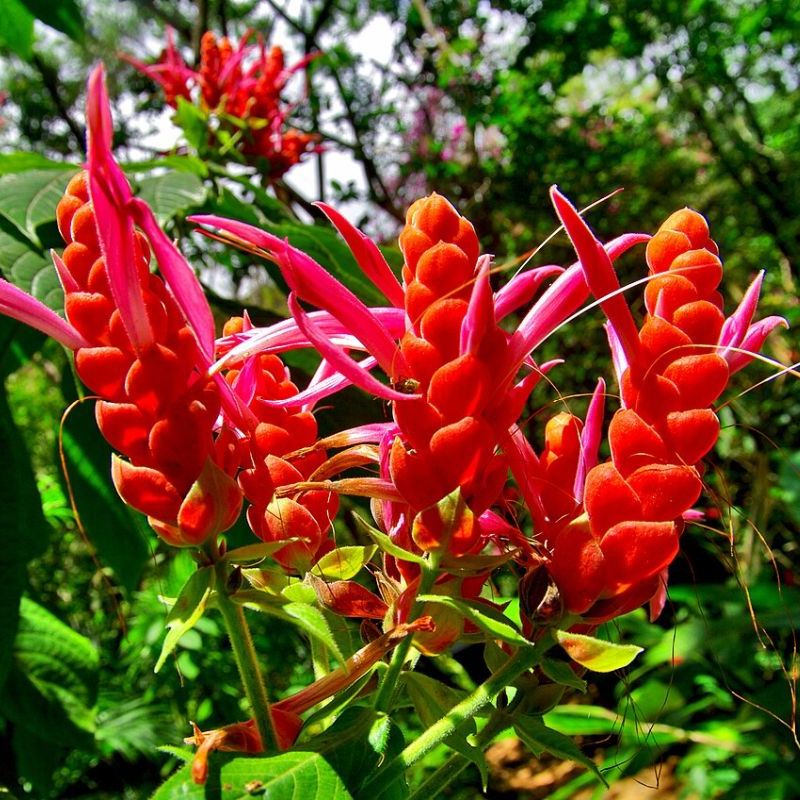 aphelandra Sinclairova