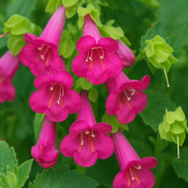 Bršlice Purpusova