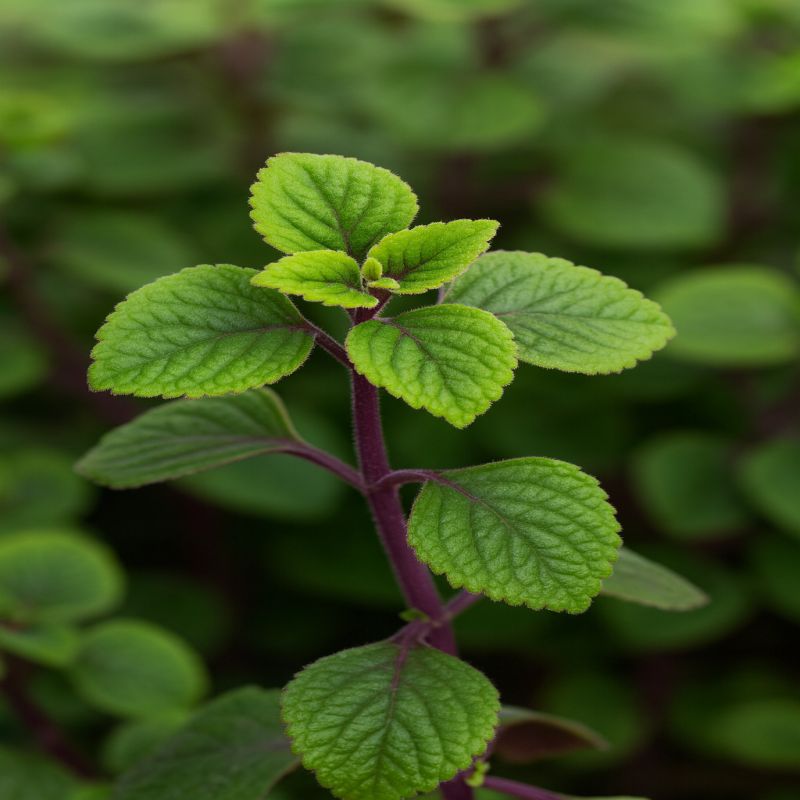 Plekantratus purpurový