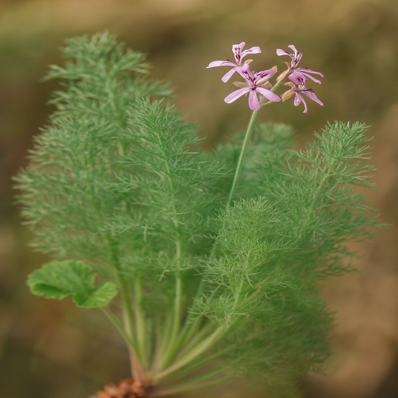 Pelargonie Bowkerova