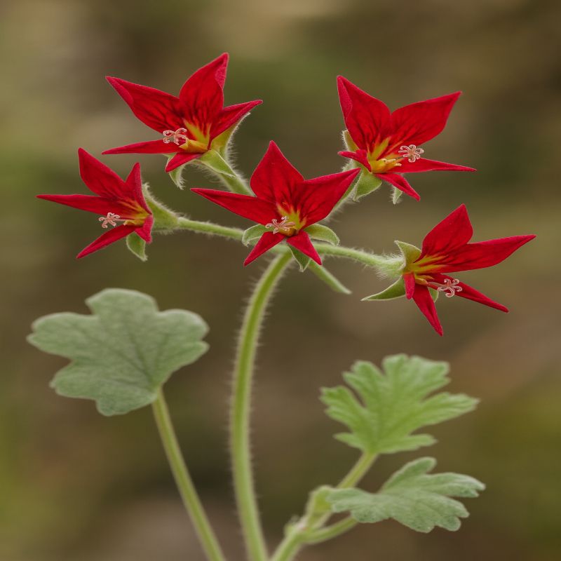 Pelargonie dužnatá