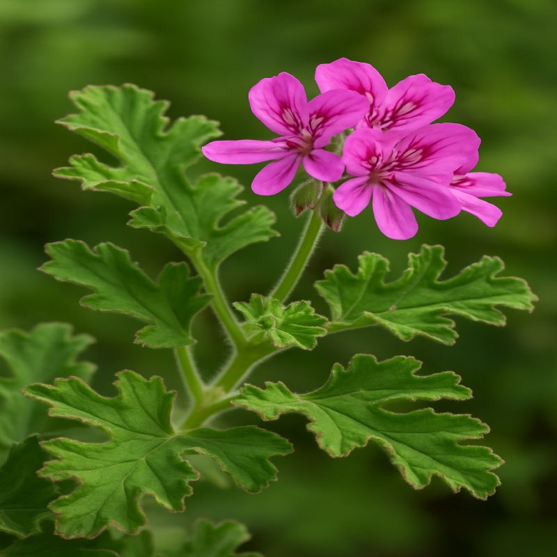 Pelargonie dubolistá