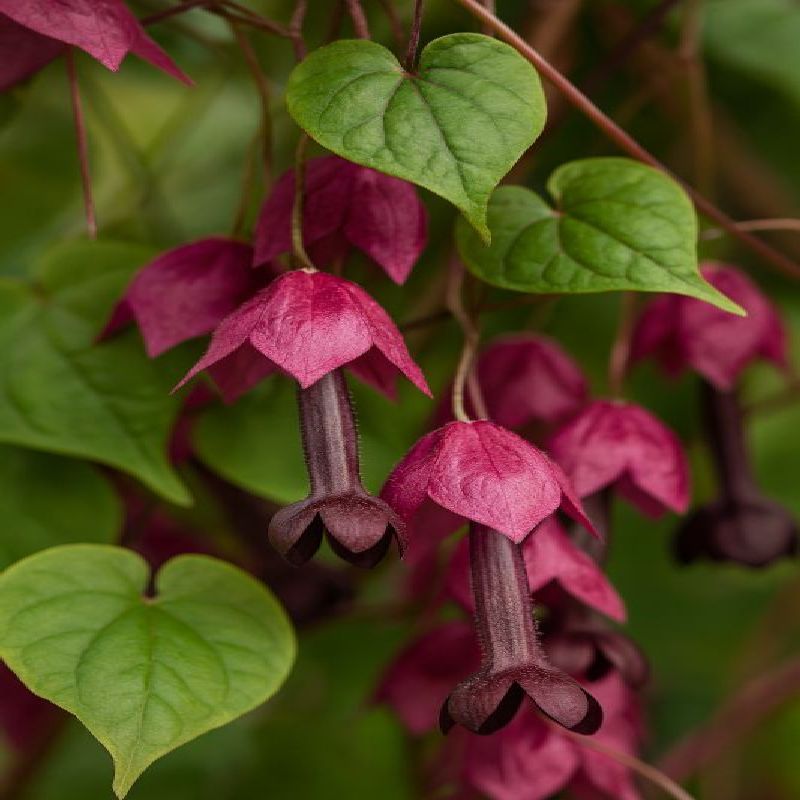 Rhodochiton tmavočervený