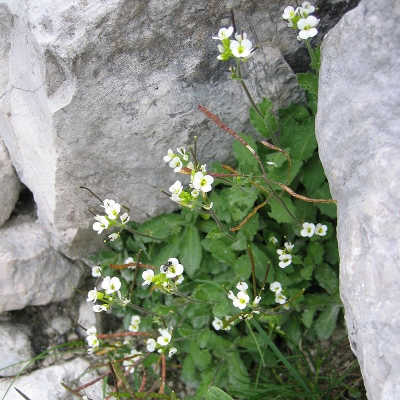 tuřice alpská