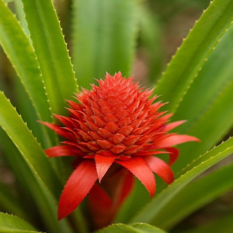 Ananas ozdobný