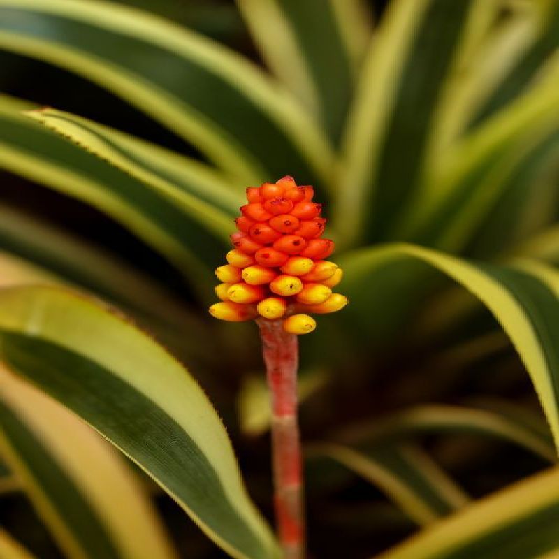 chmea ocasatá