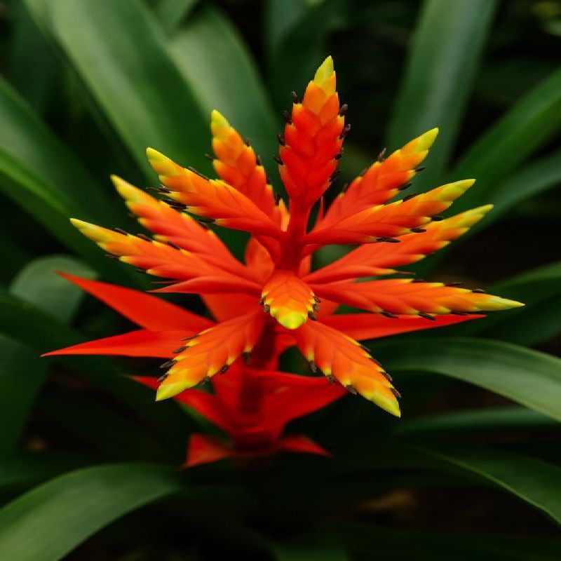 Aechmea tessmannii