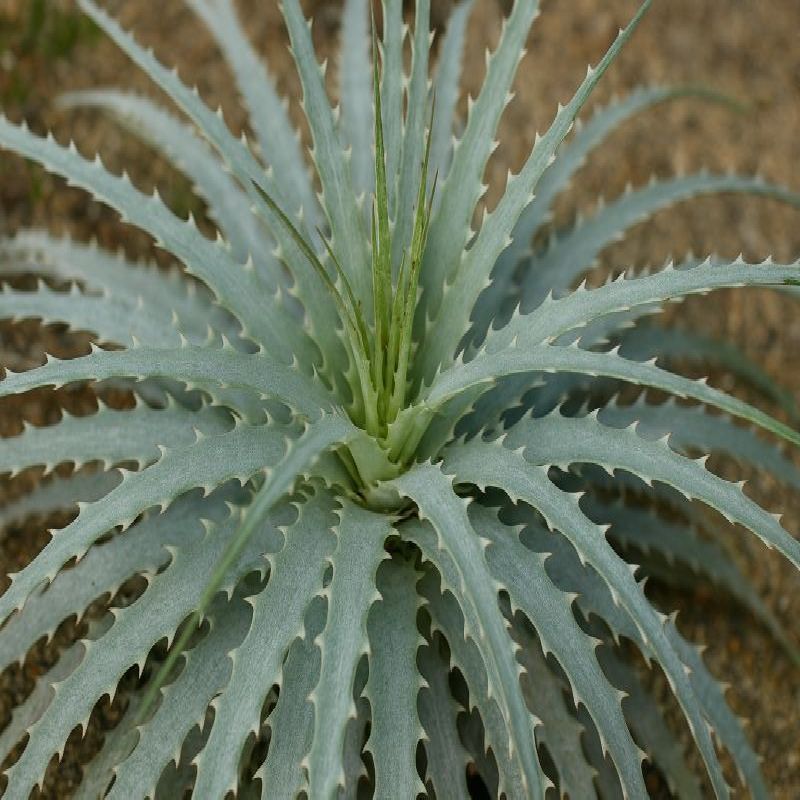 Hechtia argentea