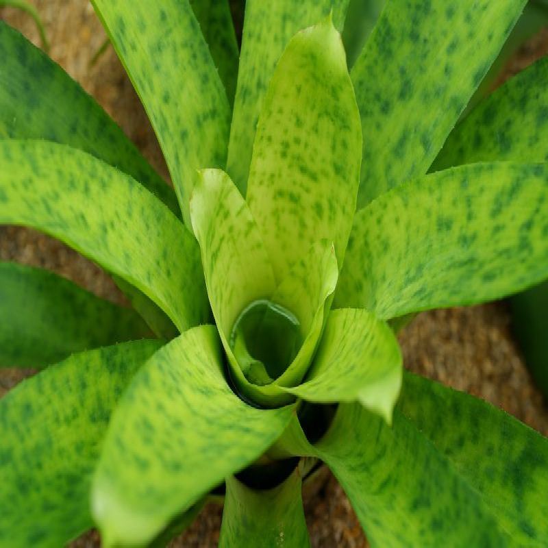 Canistrum fragrans