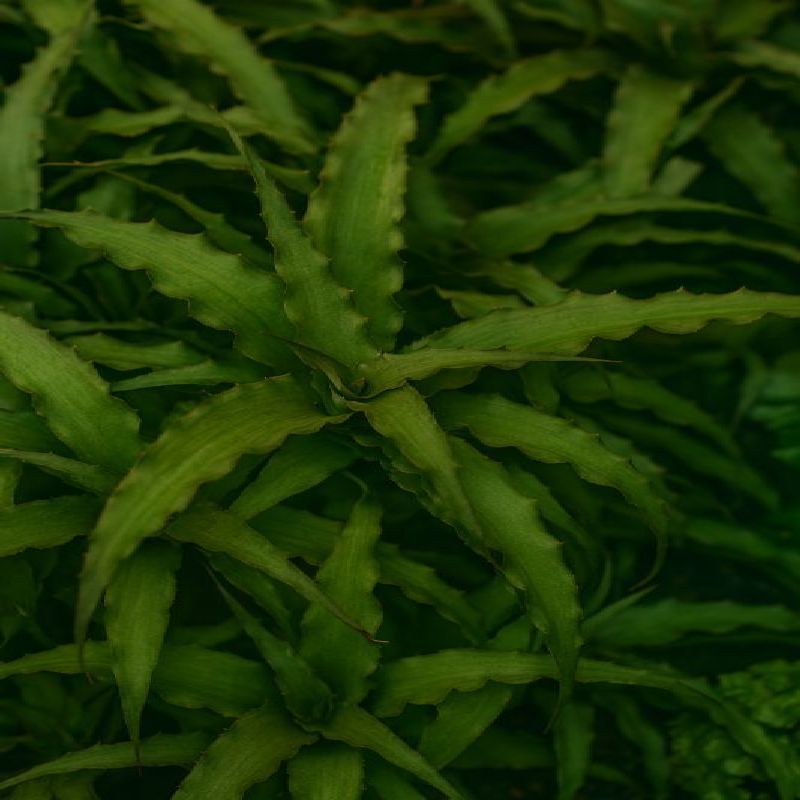 Cryptanthus acaulis
