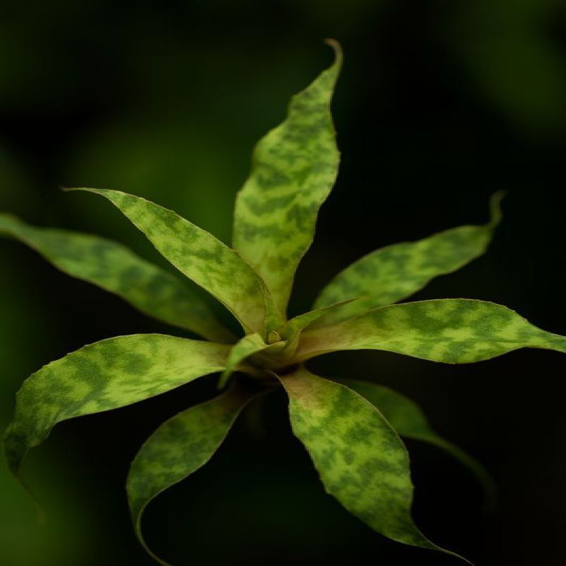 Cryptanthus beuckeri