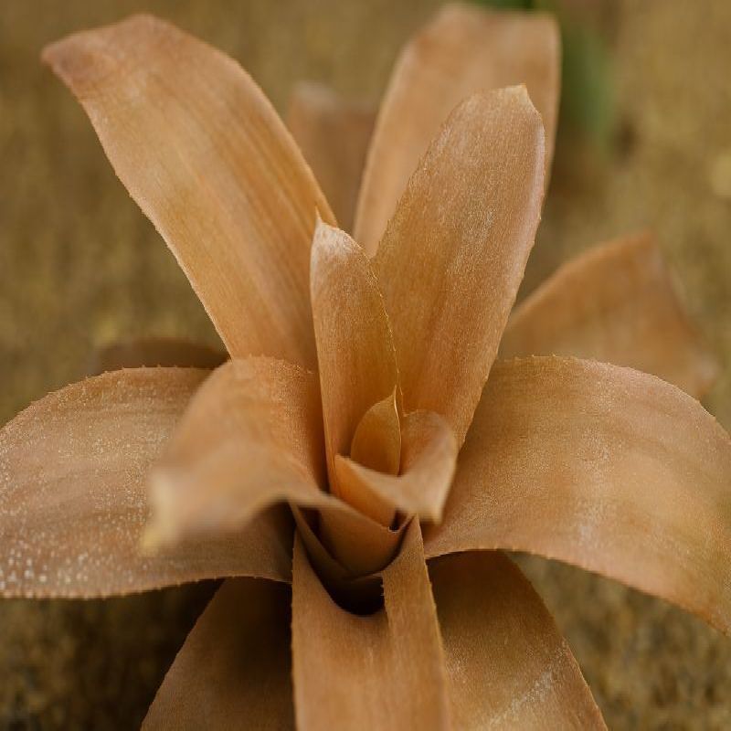 Cryptanthus dianae
