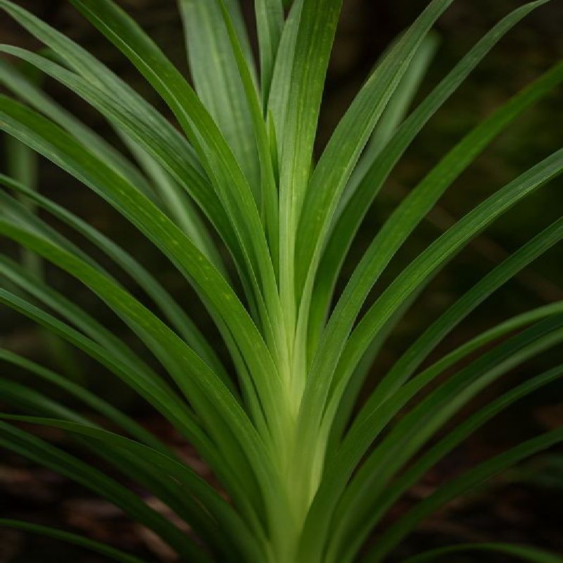 tillandsie ionantha