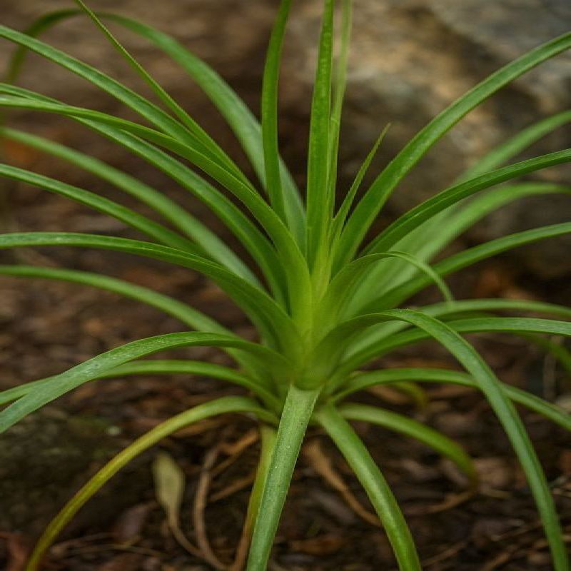 puya drobnokvětá