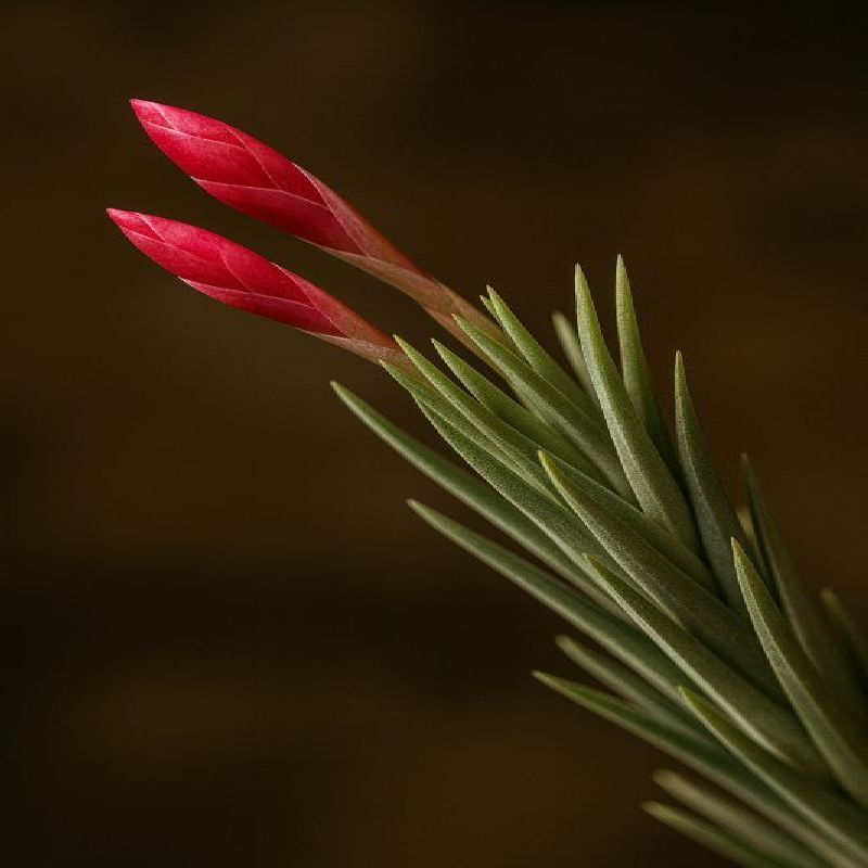 Tillandsia araujei