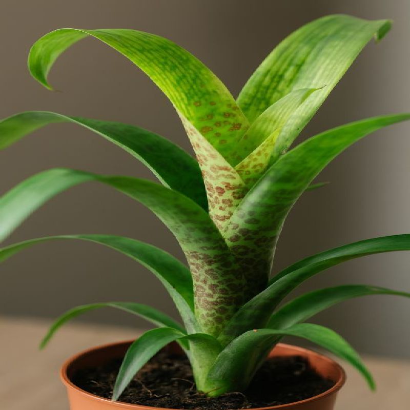vriesea fenestralis