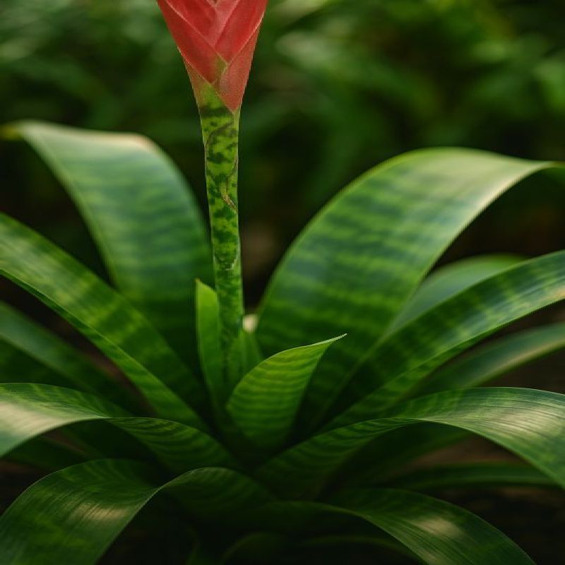 vriesea lepkavá