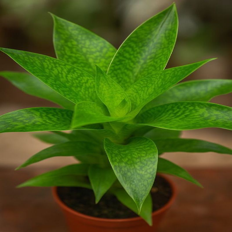 pruhovaná vriesea