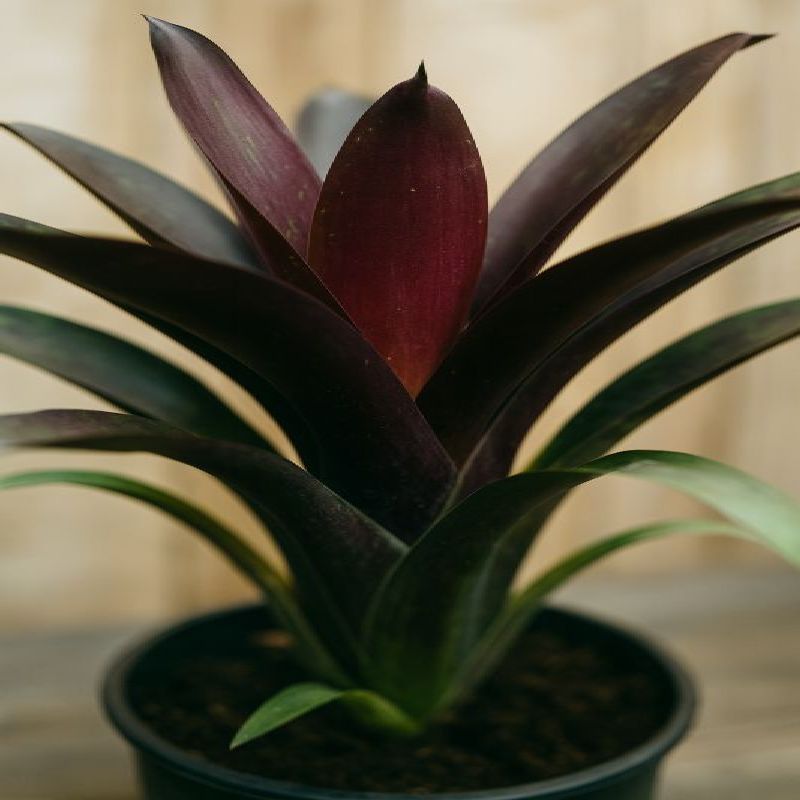 vriesea krvavá