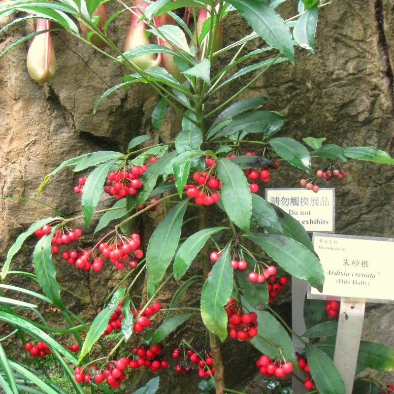 ardisie zubatá