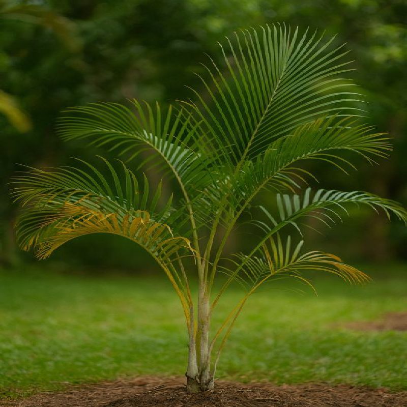 Madagaskarská palma
