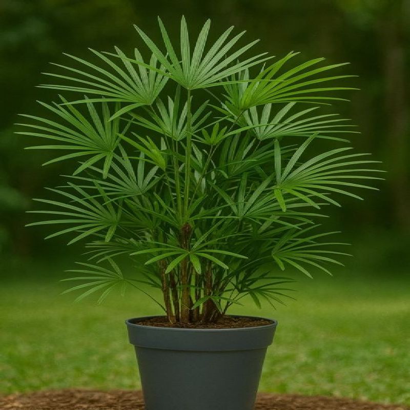 rhapis nízký