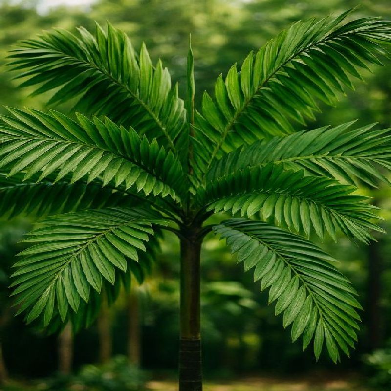 iriartea trojúhelníková