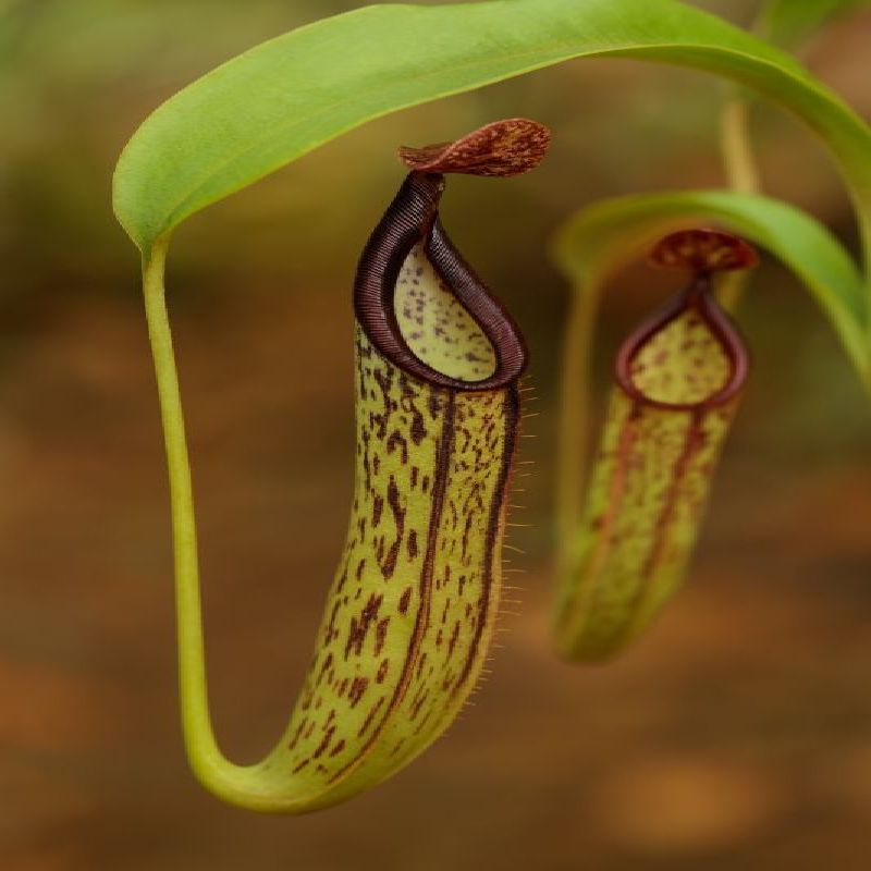 Nepenthes copelandii