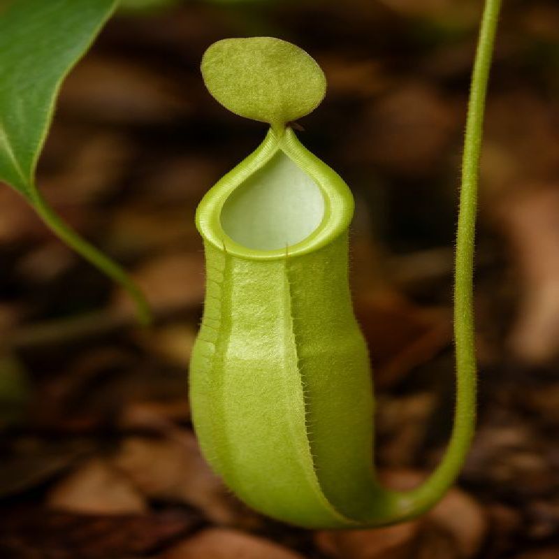 Nepenthes hirsuta